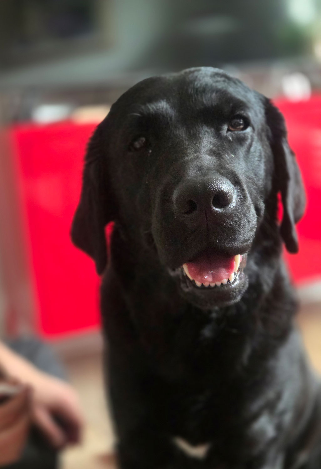 hund