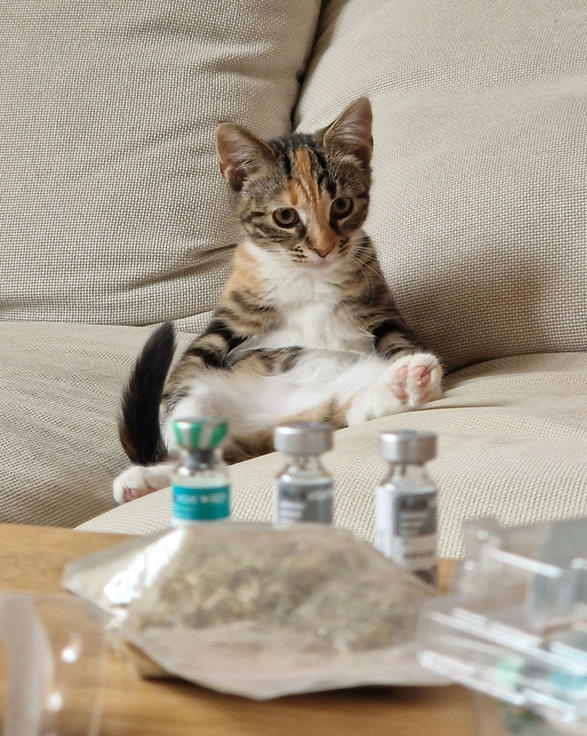 kat-vaccine