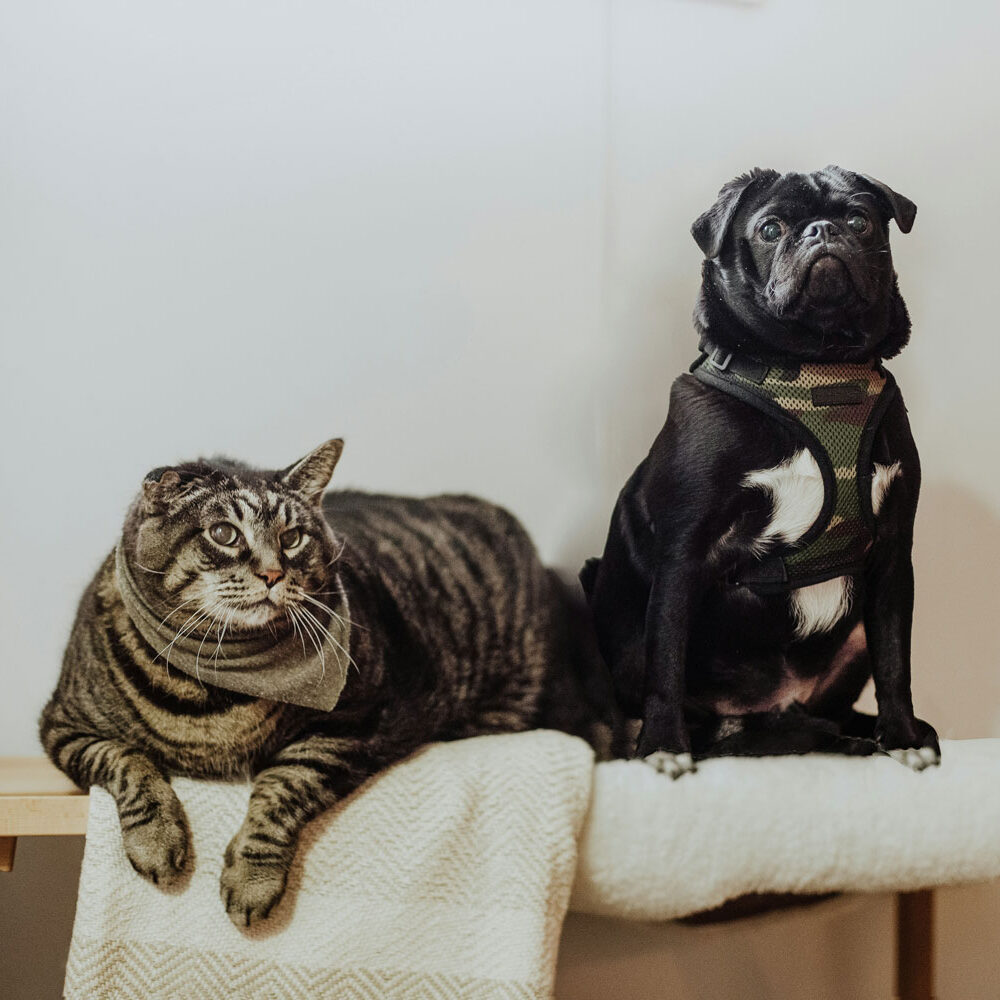hund-og-kat hund-og-kat