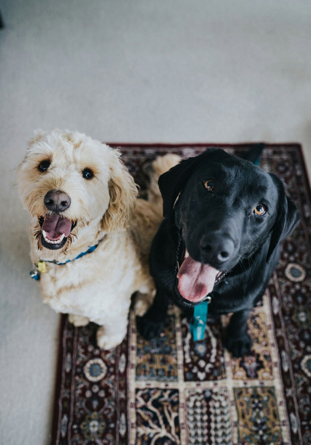 hunde hunde