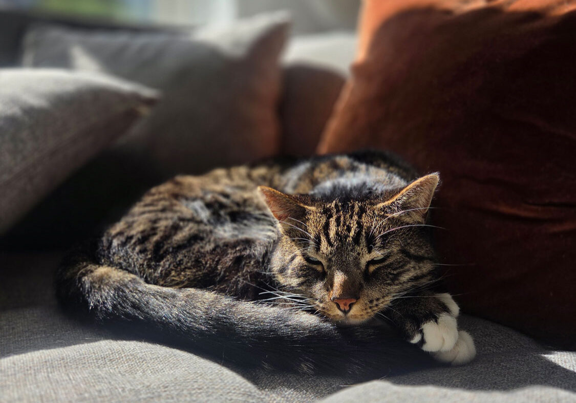 kat